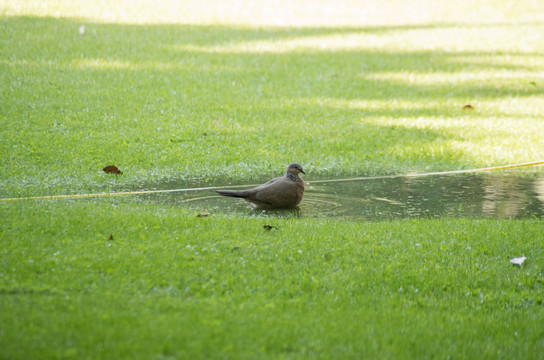池塘里的鸽子