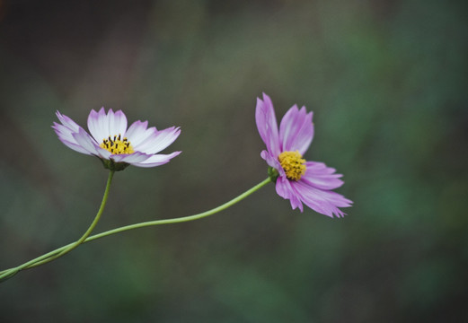 波斯菊 格桑花