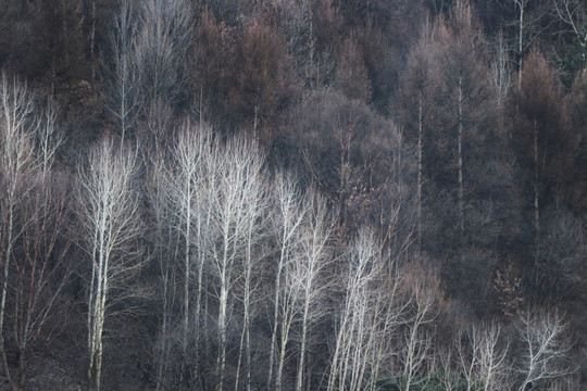 山林