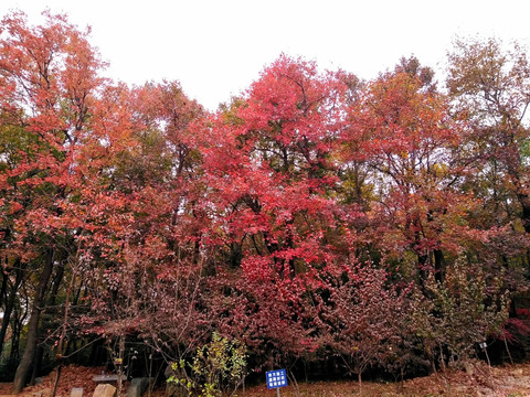 栖霞山之秋