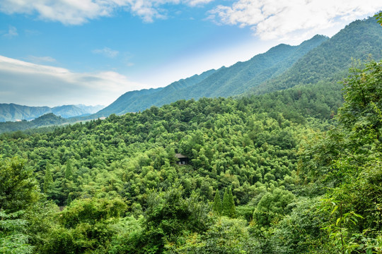 俯瞰竹林