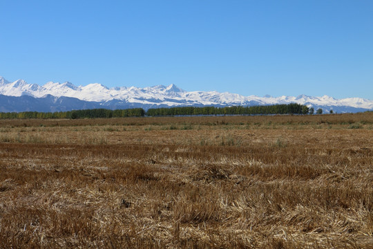 原野 麦田