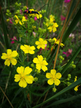 委陵菜 小黄花
