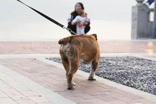 斗牛犬