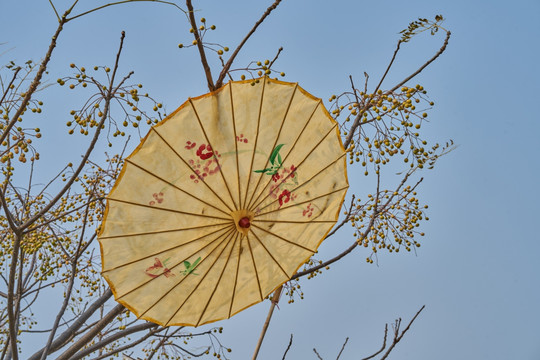 练枣树 苦楝树 花伞