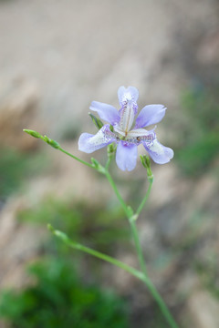 野生鸢尾花