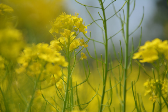 油菜花