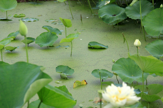 荷花池