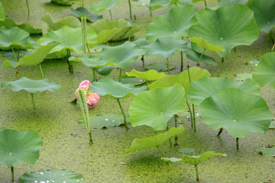 荷花池