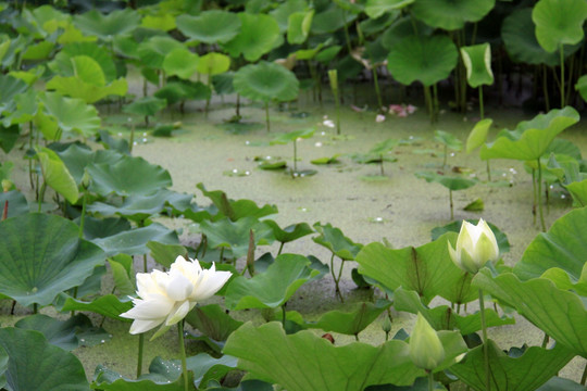 荷花池