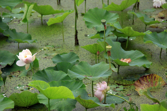 荷花池