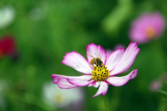 一朵花 花与蜜蜂