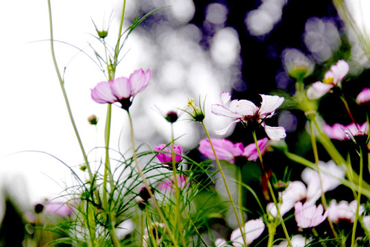 花草背景