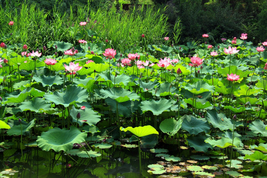 荷花池