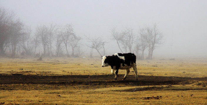 晨雾中的牛
