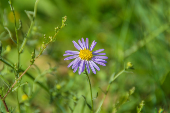 雏菊