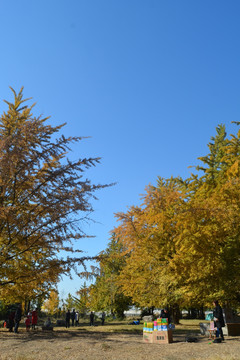 秋天的银杏林背景大图