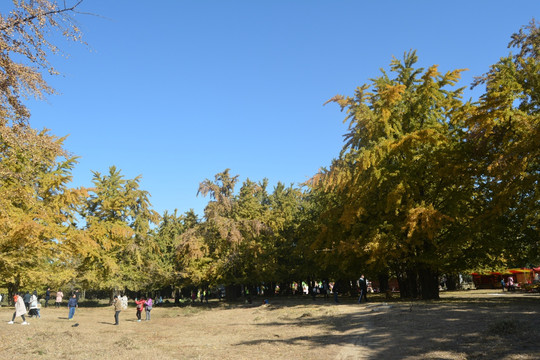 秋天的银杏林背景大图