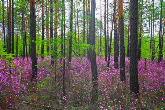 杜鹃花盛开的森林