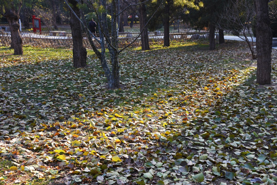 地坛公园的秋日斜阳