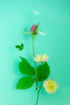 落水的花