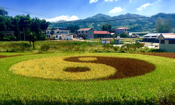 五彩稻田 太极