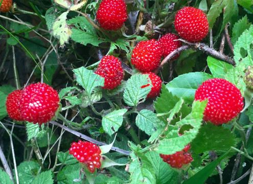 野草莓