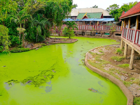 泰国北榄鳄鱼湖动物园