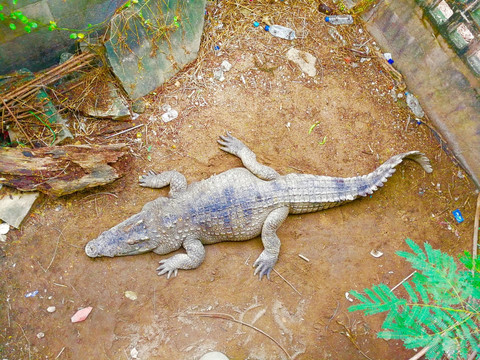 泰国北榄鳄鱼湖动物园的鳄鱼
