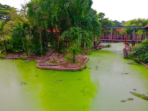 泰国北榄鳄鱼湖动物园