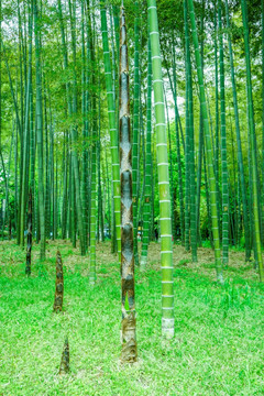 竹笋竹子竹林竹叶
