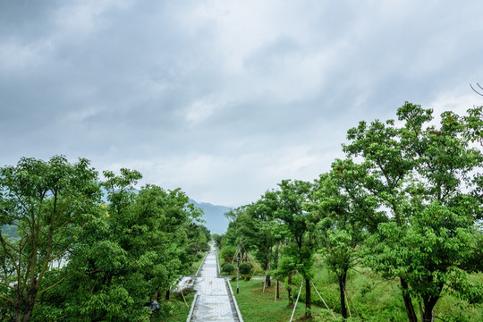 江边绿化