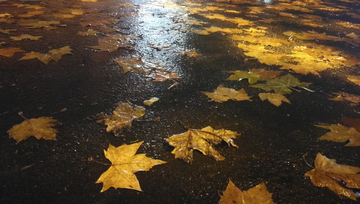 雨天落叶