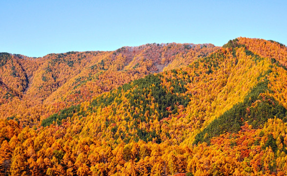 松树林秋景 森林秋色