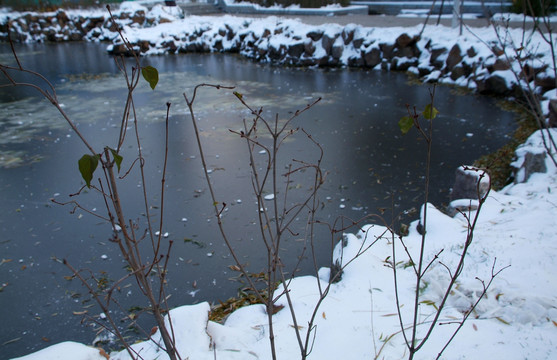 大连劳动公园荷花池雪景1