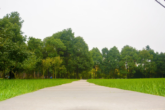 绿草地 松树 金沙遗址