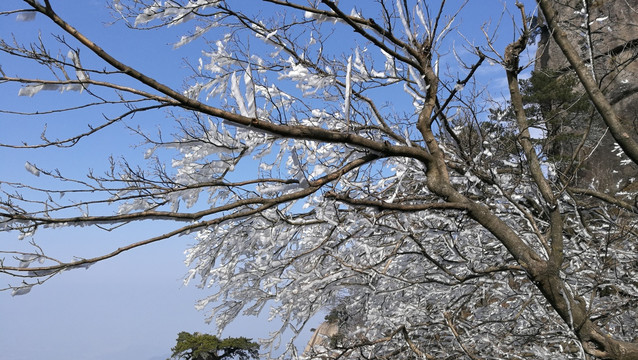 树枝上的积雪