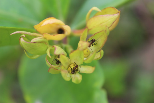 花中蚂蚁