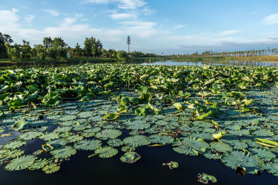 湿地风景