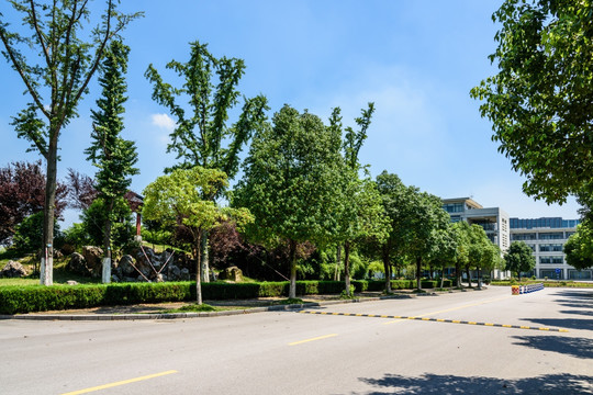 校园道路