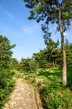 小山园林景观