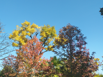 秋日天空和树叶