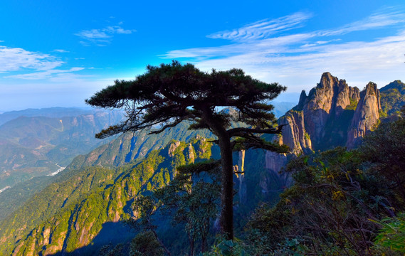 三清山 松树 山景