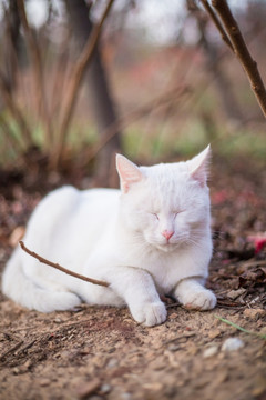 可爱白猫