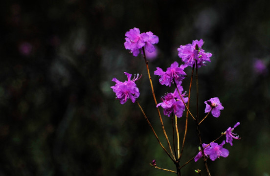 杜鹃花开