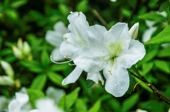 杜鹃花近摄