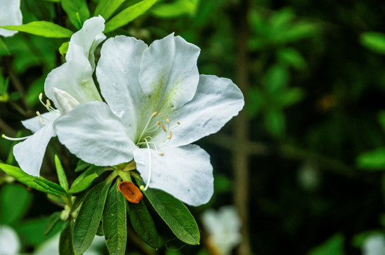 杜鹃花近摄