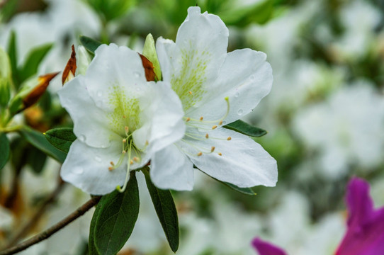 杜鹃花近摄