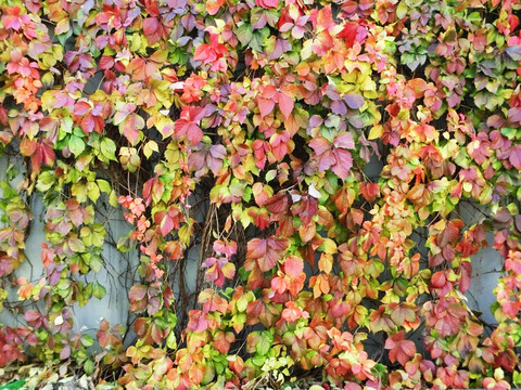 秋色绿植墙 植物墙