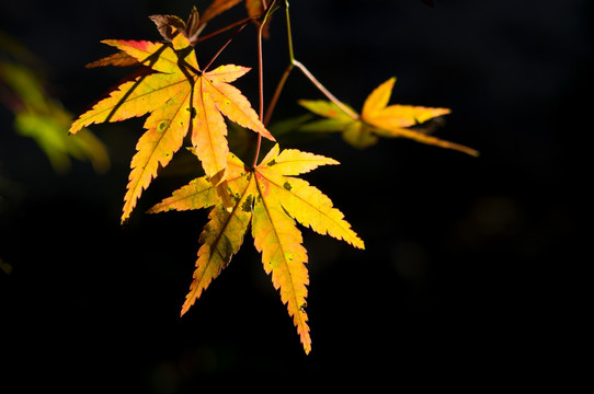 庐山秋季红叶枫叶